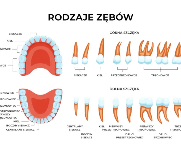 Ząb 26: Który to? Poznaj swoją lewą górną szóstkę!